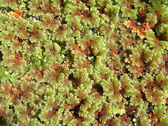 Azolla-filiculoides-1