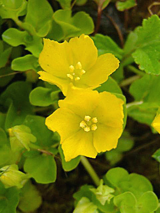 Flower Company on Lysimachia Nummularia  N