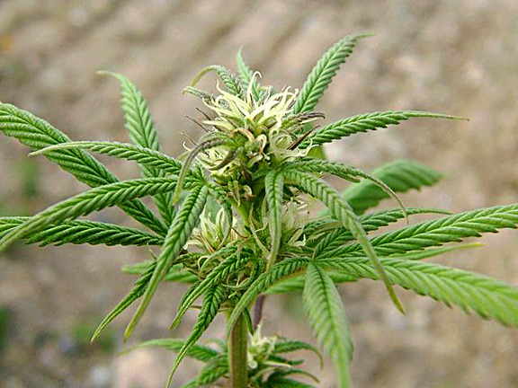 Hemp-4-(female-flower-plant.jpg