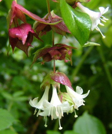 http://www.british-wild-flowers.co.uk/00%20David%20Fenwick/Honeysuckle,-Himalayan.jpg