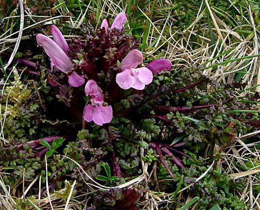 Lousewort-3.jpg