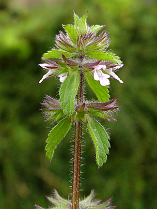 field woundwort 1