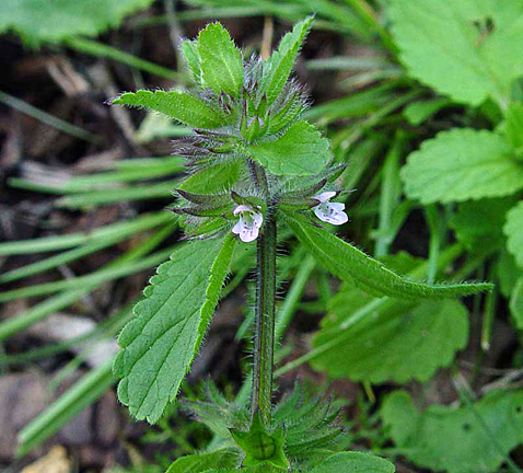 field woundwort 2